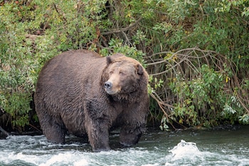Un oso grizzly en Katmai