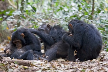 Los chimpancés curan las heridas