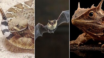 El sesgo de conservación: la