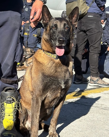 Gasper, integrante del equipo BRAE, volvió a protagonizar una misión de rescate, esta vez en Cali, luego de haber sido buscado por su propio equipo en 2021 - crédito Cuerpo de Bomberos de Bogotá