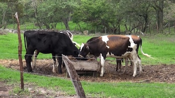 Gobierno de Honduras activa plan de apoyo agrícola ante retraso de lluvias y riesgo para cultivos