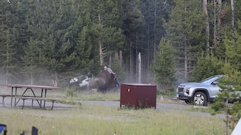 Bison é associado a pessoas em uma floresta natural com mesas de piquenique, SUVs prateados e caixas de armazenamento
