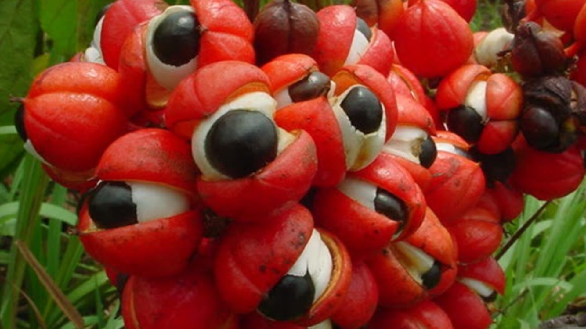 Este es un fruto exótico que no muchas personas conocen. (Anita Fortes/Wikipedia)