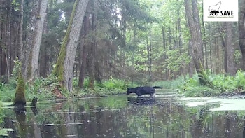 La aparición de estos lobos