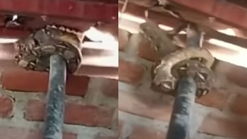 Los vecinos sacrificaron al animal