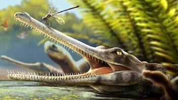 Identifican un fósil de cocodrilo prehistórico que podría cambiar lo conocido sobre la alimentación de estos reptiles