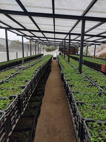 Vivero de Umepay (@bosquesdeagua)