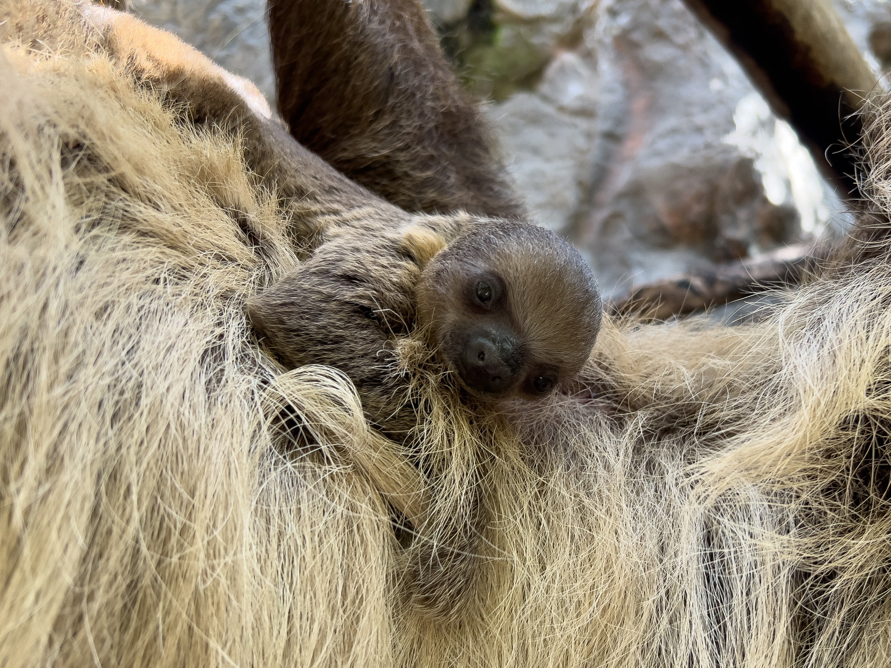 Investigaciones recientes muestran que el perezoso duerme entre 8 y 10 horas al día, menos de lo que históricamente se pensaba (Europa Press)