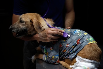 ACOMPAÑA CRÓNICA EL SALVADOR ANIMALES