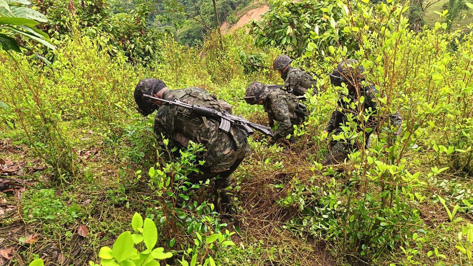 Para el experto en la actualidad se produce más coca que en el auge del narcotráfico en los 80 - crédito Ejército