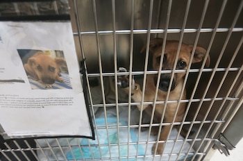 Un cachorro de pelaje marrón se asoma desde una jaula de metal, con una pata levantada; un cartel con su foto y texto en inglés está al lado