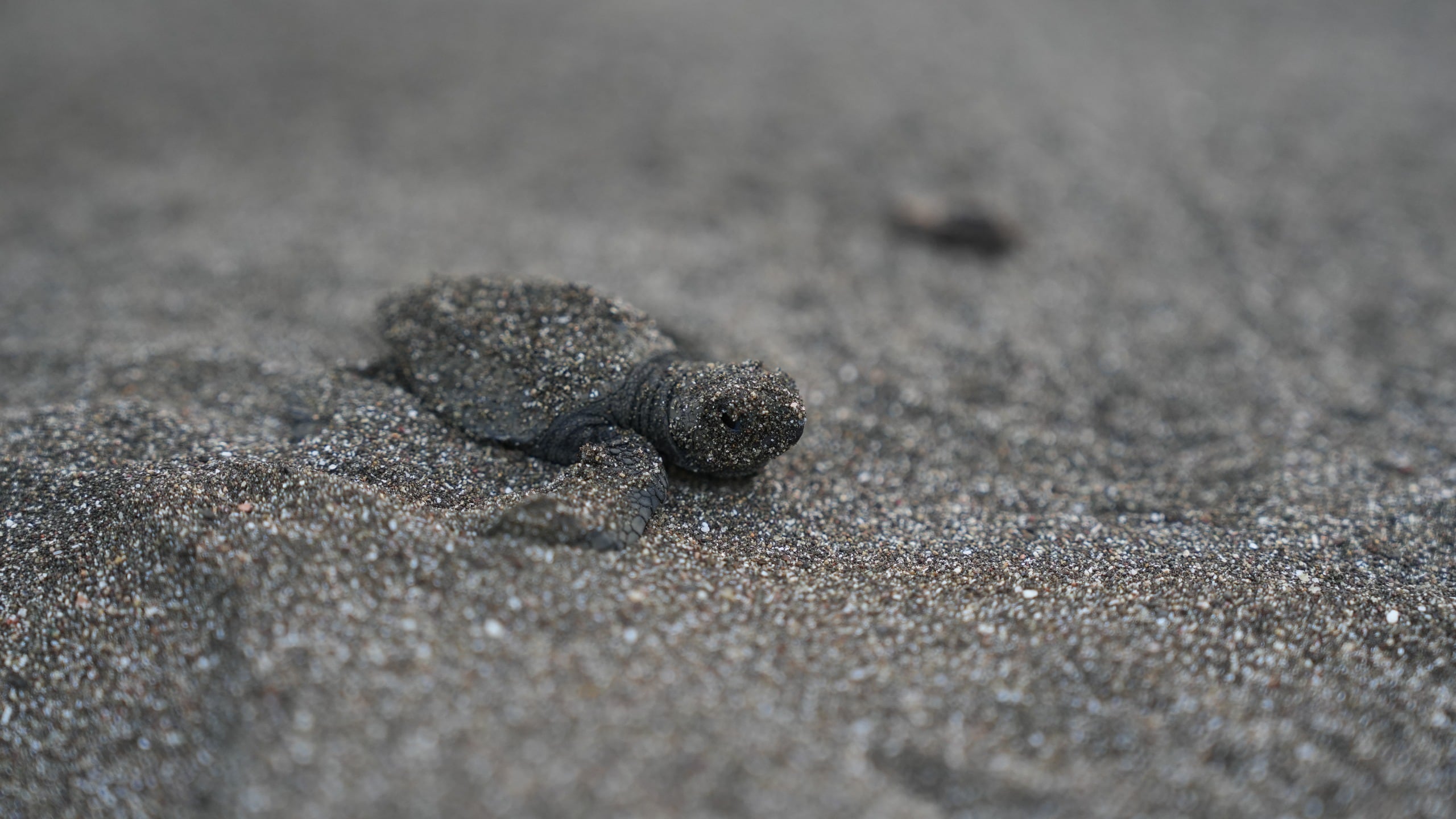 Monitoreos nocturnos y control ambiental permiten proteger nidos y reducir amenazas en zonas críticas. Tomada de MiAmbiente