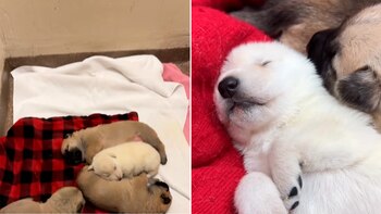 Los perros fueron abandonados frente