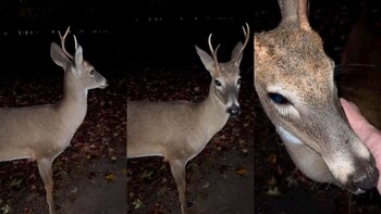 La tierna historia del ciervo