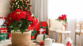 El secreto para que la