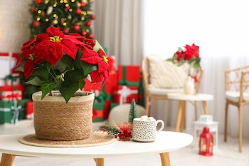 Flor de Pascua (Adobe Stock)