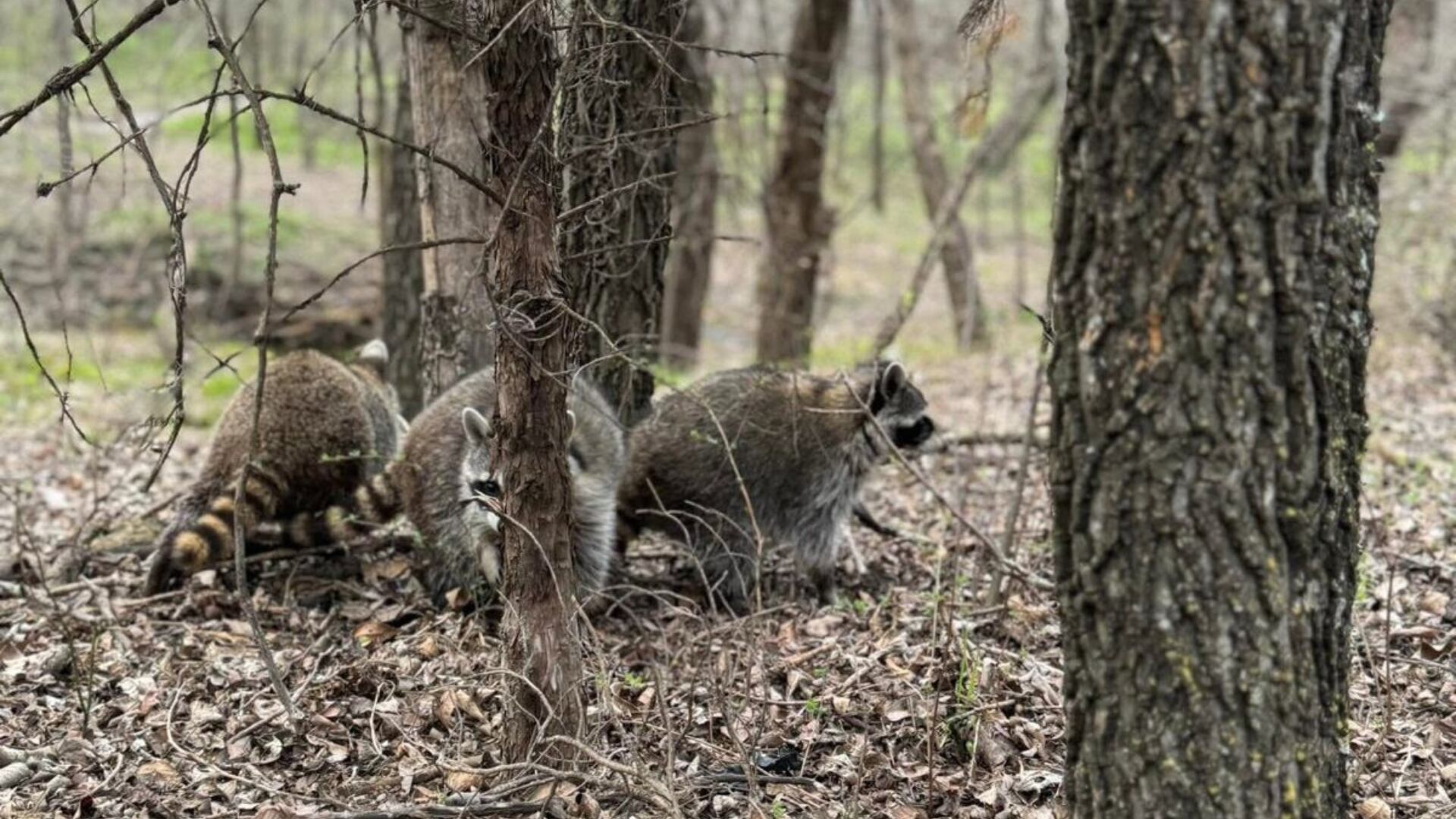 El recinto alberga a cientos de animales silvestres en proceso de recuperación para su liberación. (Crédito: Facebook / North Texas Wildlife Center)