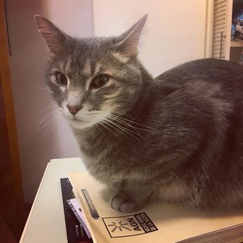 El gato gris logró engañar