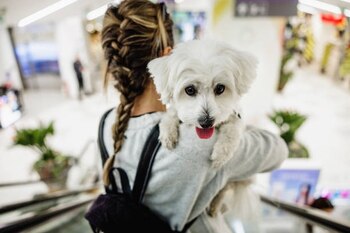 Veterinarios alertan sobre los riesgos