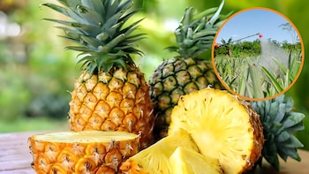 En el análisis de las