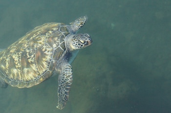 Tortuga Marina en aguas de