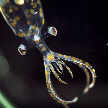 Descubren 31 especies en una expedición submarina en Brazil