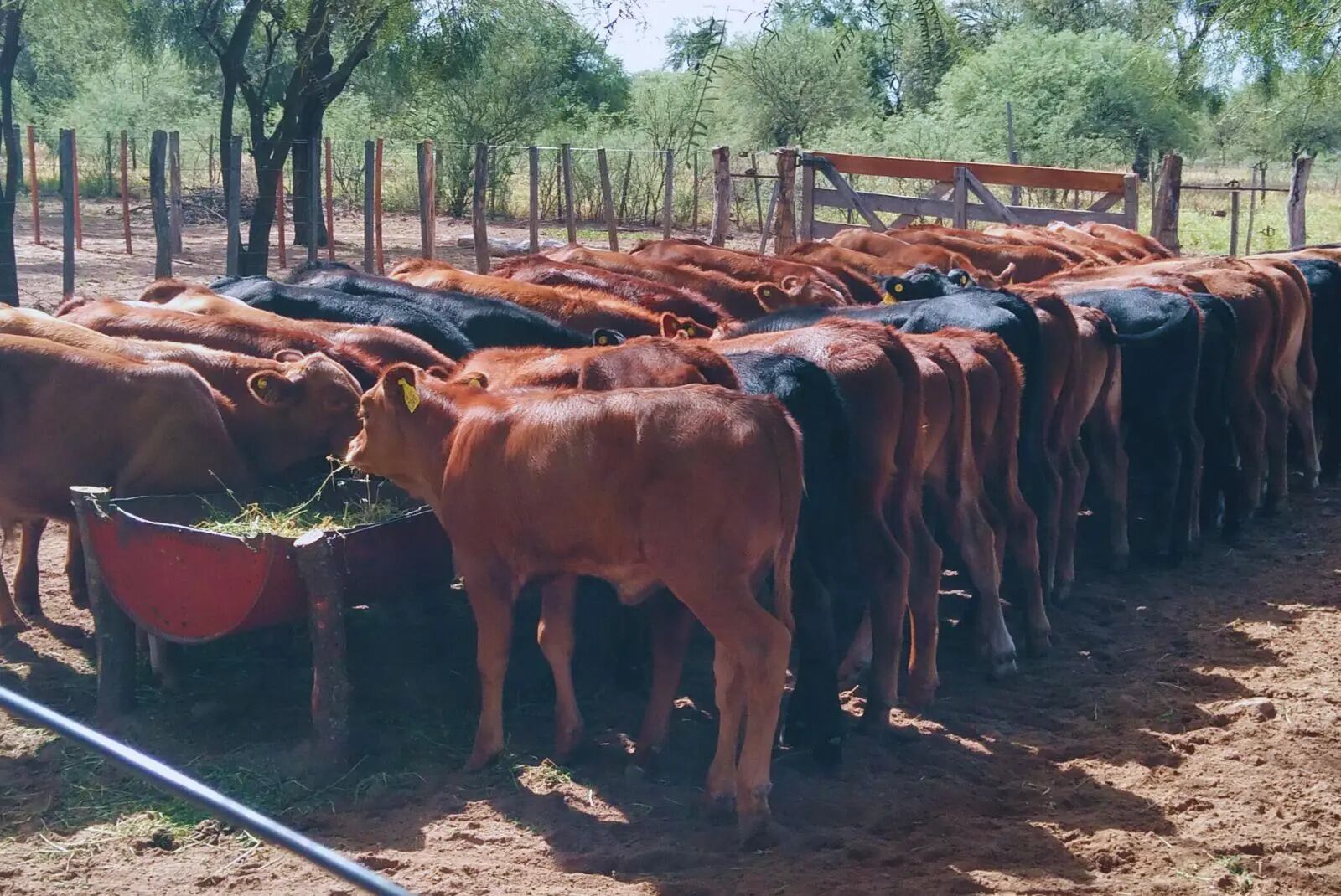 Estas recomendaciones buscan equipar a los ganaderos con las herramientas necesarias para enfrentar la sequía de manera efectiva (inta)
