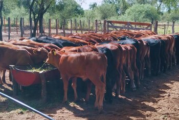 Estas recomendaciones buscan equipar a los ganaderos con las herramientas necesarias para enfrentar la sequía de manera efectiva (inta)