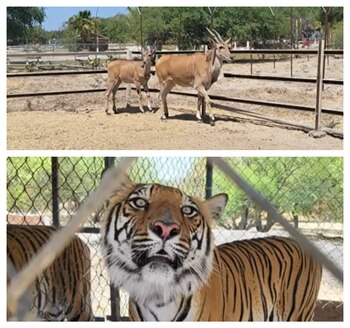 56 animales exóticos asegurados en