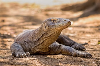 Un dragón de Komodo de piel escamada y garras largas permanece recostado sobre un camino de tierra