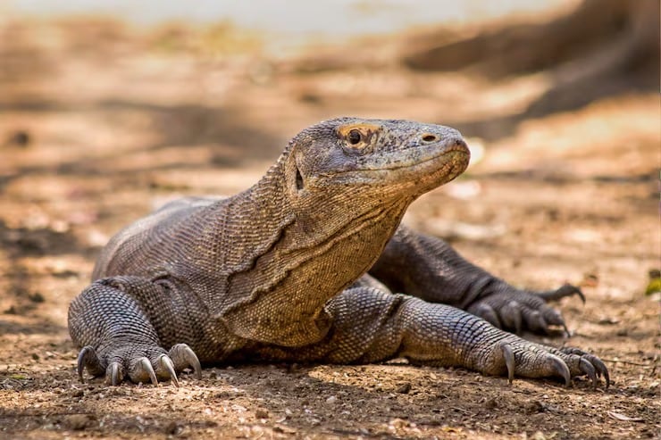 El equipo de la Universidad Nacional de Australia analizó datos morfológicos y genéticos para reconstruir la evolución del dragón de Komodo (Magnific)