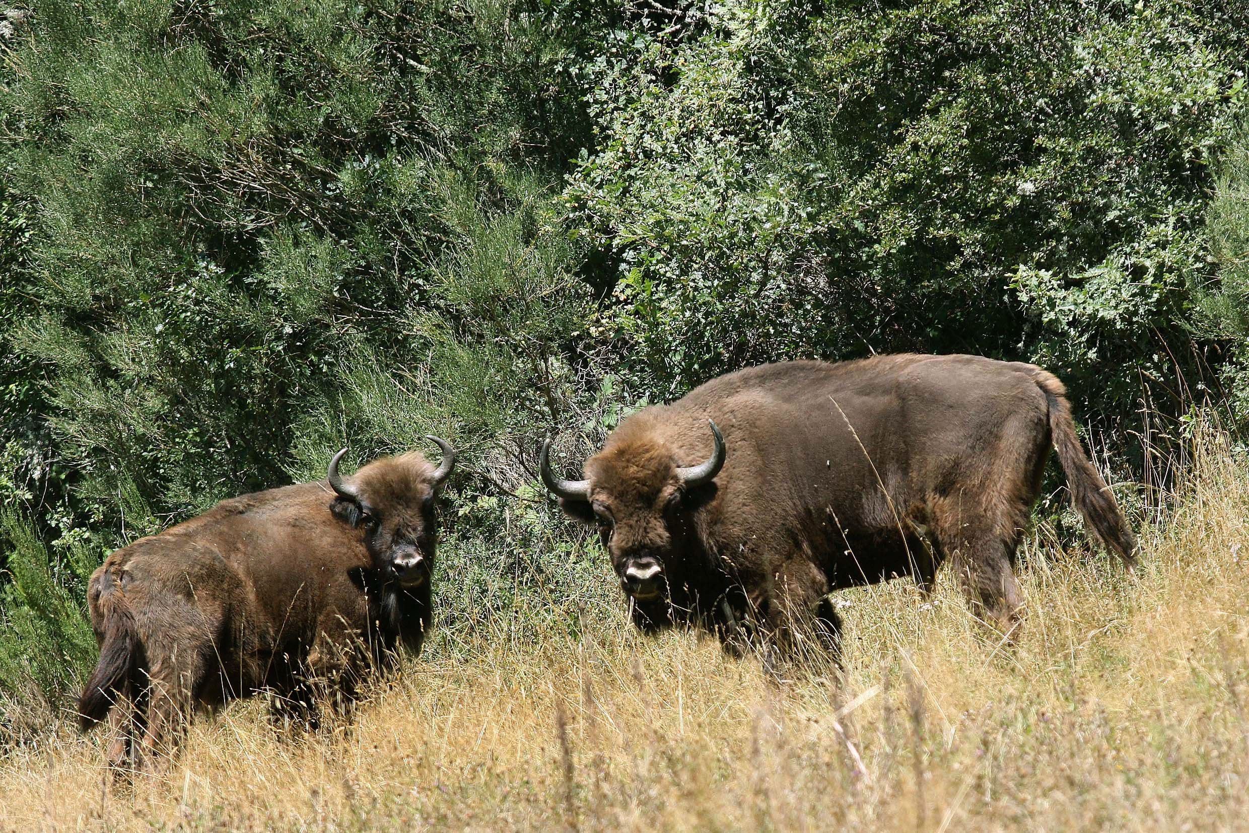 Acercarse para observar o fotografiar animales, alimentarlos o dejar residuos aumenta el riesgo de ataques de fauna silvestre (EFE/Brágimo)