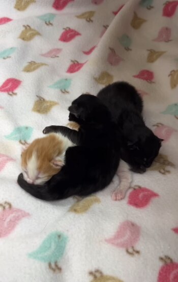 En su hogar de acogida,