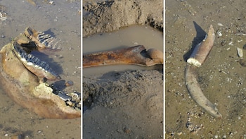 Tres paneles verticales muestran fragmentos de huesos en tierra fangosa y agua. Se observa una mandíbula con dientes, un hueso largo y un fragmento de colmillo