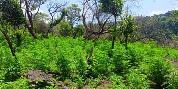 Casas de seguridad del CJNG,