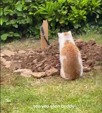 Carlo, el gato, sentado junto