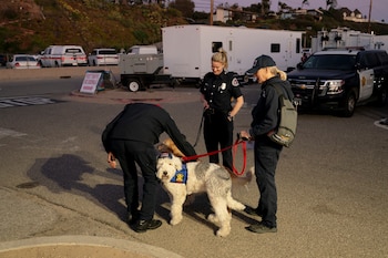 Los animales de compañía también