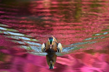 Las expectativas erróneas y el