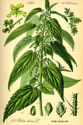 Ortiga verde. (Wikimedia Commons).
