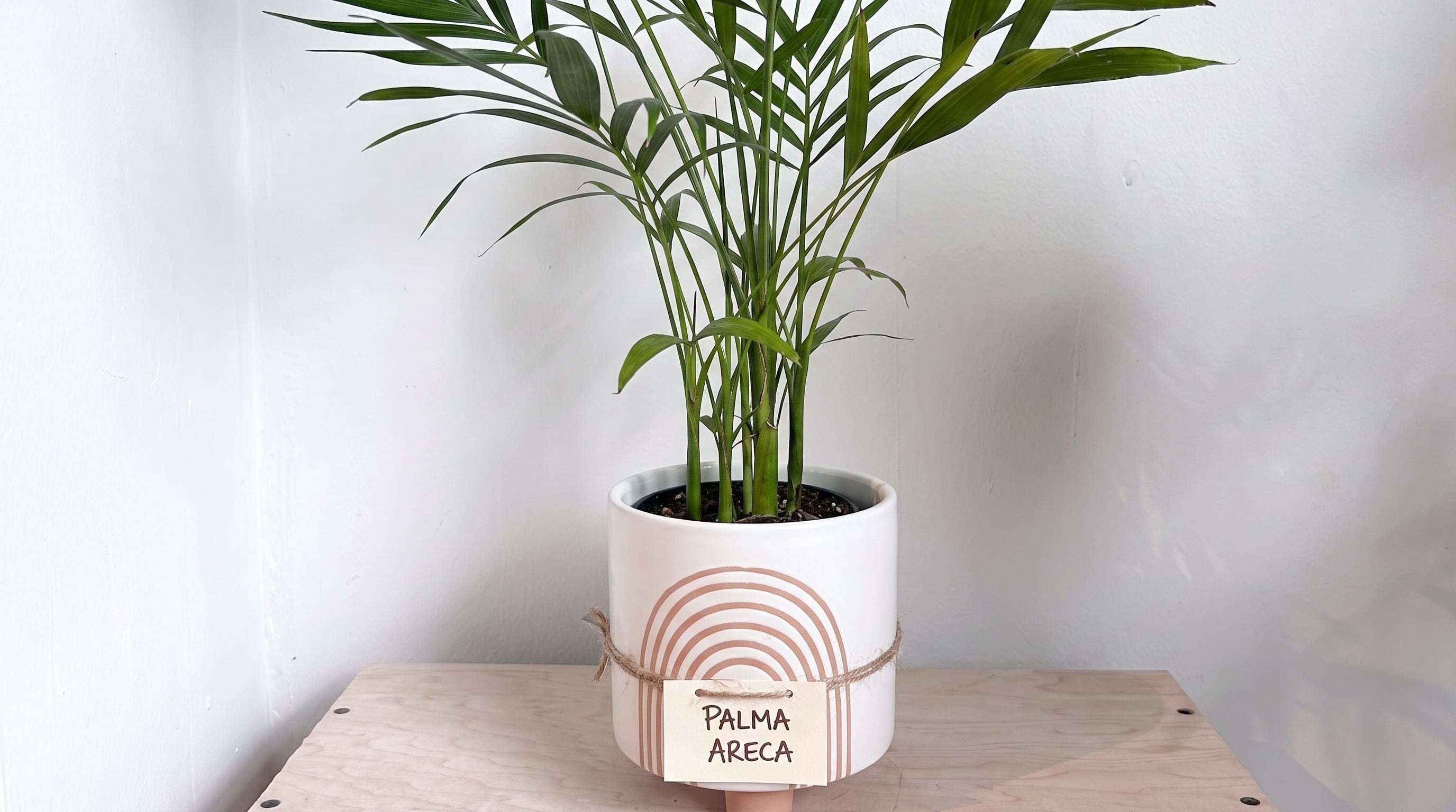 La palmera gato aporta follaje tropical y prospera con iluminación brillante indirecta. (Imagen Ilustrativa Infobae)