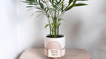 Una planta de palma areca en maceta blanca con dibujo de arcos y etiqueta identificativa sobre un mueble de madera.