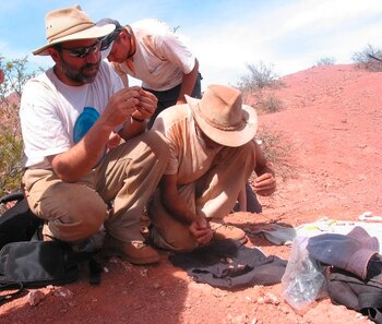 Hasta ahora se han hallado restos fósiles de 10 especies de este temible depredador en la Patagonia. En la imagen el registro de otro hallazgo paleontológico en el sur de Argentina (EFE/Archivo)