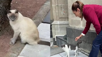 La vida secreta de los