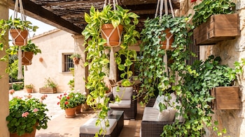 Plantas colgantes: cuáles necesitan menos riego y dan más sombra en casa