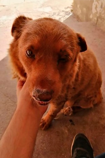 Bobi tiene muy buen caracter