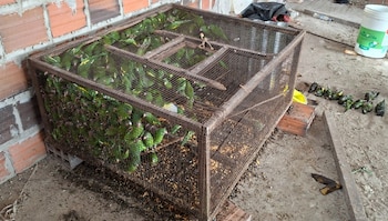 Las aves permanecían en cautiverio