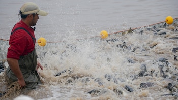 Inversión en el sector pesquero y acuícola continúa siendo limitada en Panamá