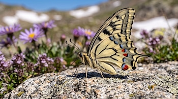 Mariposa de alas amarillas con marcas negras, azules y rojas sobre una piedra, junto a flores moradas y montañas con nieve al fondo.
