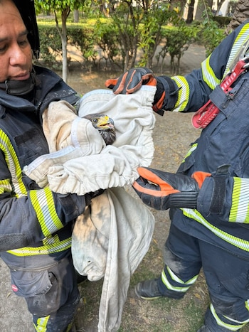 El animal presentaba una lesión