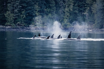 La isla de Vancouver, frente